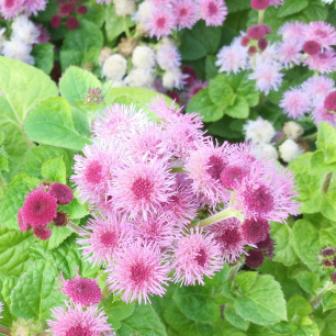 Ageratum houstonianum Pink Ball 2200 graines
