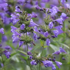 Dracocéphale de Moldavie -Tête de Dragon 500 graines