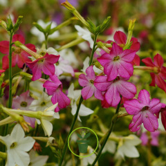 Nicotiana alata 'Daylight Sensation' – Tabac d’ornement 1100 graines