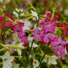 Nicotiana alata 'Daylight Sensation' – Tabac d’ornement 1100 graines