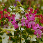 Nicotiana alata 'Daylight Sensation' – Tabac d’ornement 1100 graines