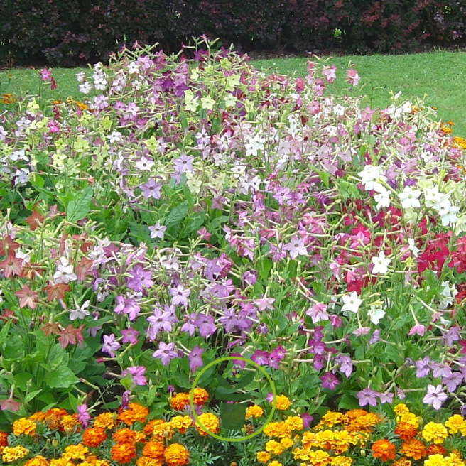 Nicotiana alata 'Daylight Sensation' – Tabac d’ornement 1100 graines