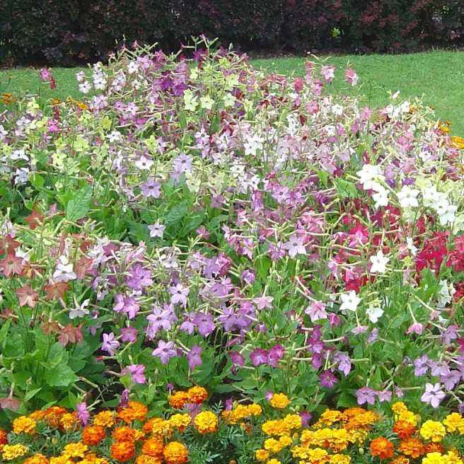 Nicotiana alata 'Daylight Sensation' – Tabac d’ornement 1100 graines