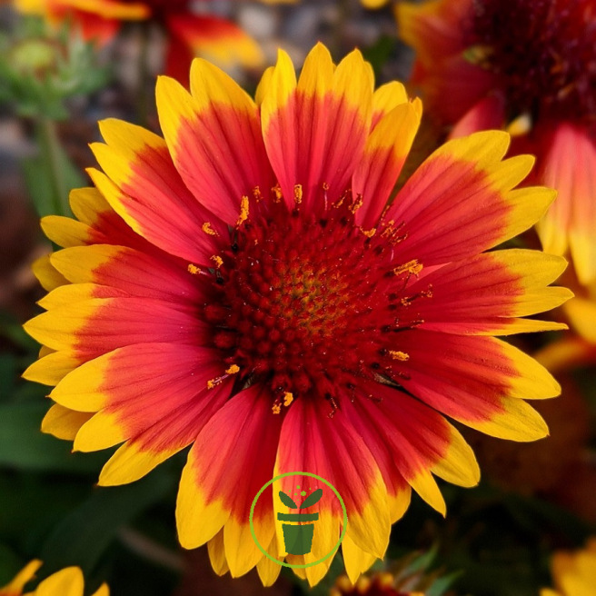 Gaillarde à grande fleur variée 300 graines
