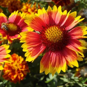 Gaillarde à grande fleur variée 300 graines
