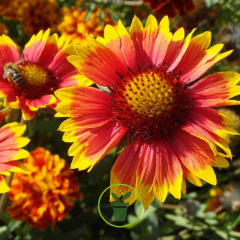Gaillarde à grande fleur variée 300 graines