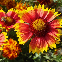 Gaillarde à grande fleur variée 300 graines