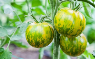 7 tomates incontournables à cultiver au jardin