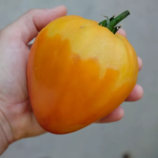 Tomate Cœur de Bœuf Orange – variété ancienne charnue à gros fruits pour potager en France, Belgique et Luxembourg