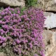 Thym serpolet (Thymus serpyllum) en floraison, plante aromatique couvre-sol mellifère cultivée à partir de graines