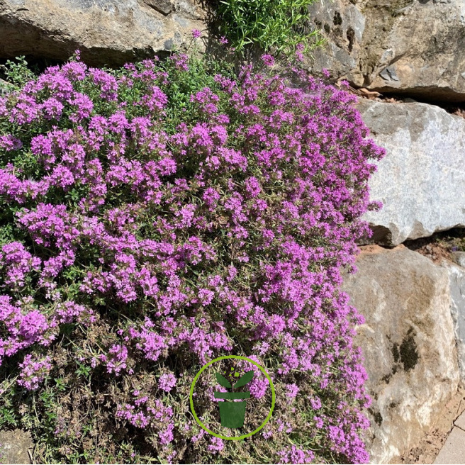 THYM SERPOLET 1200 graines THYM SERPOLET 1200 graines