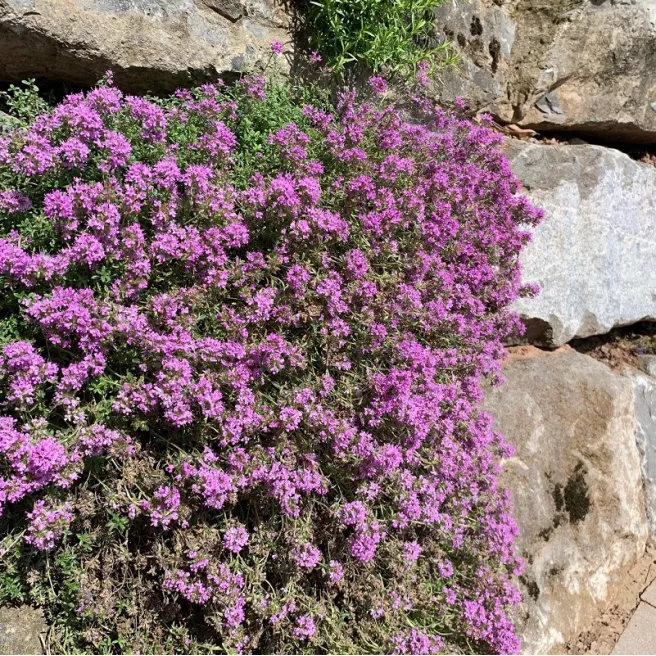 Thym serpolet (Thymus serpyllum) en floraison, plante aromatique couvre-sol mellifère cultivée à partir de graines