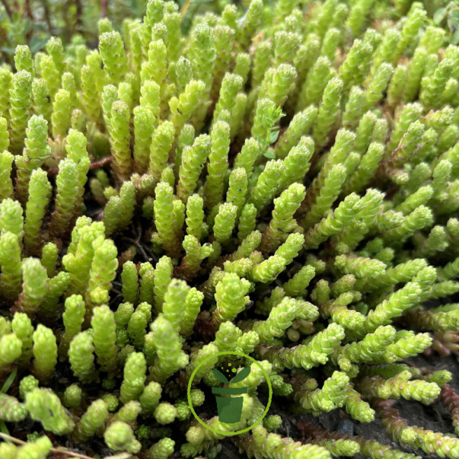 Sedum acre – Orpin brûlant +/- 1200 graines