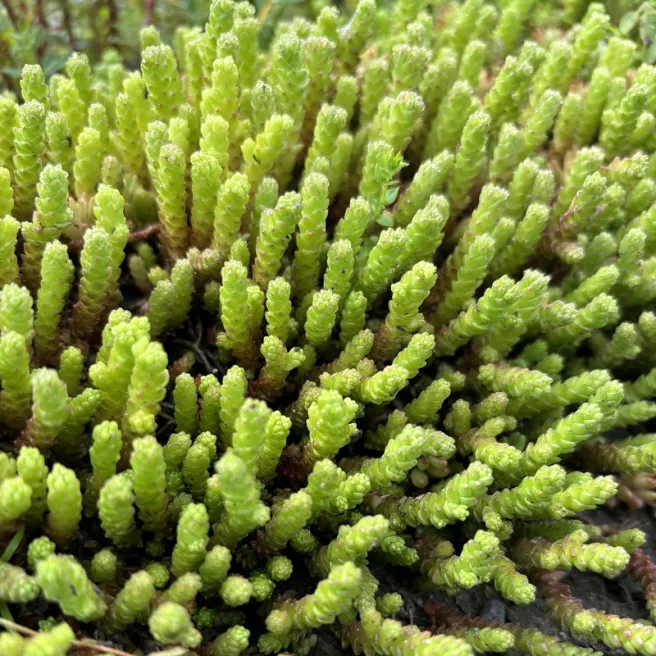 Sedum acre – Orpin brûlant +/- 1200 graines