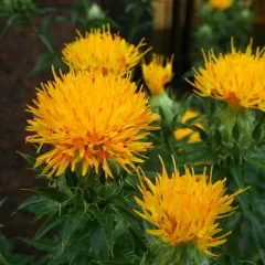 Carthame des Teinturiers Orange 60 graines