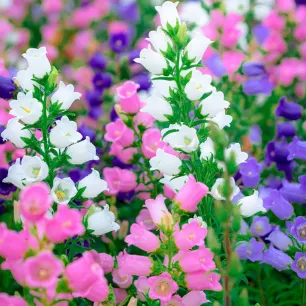 Campanule des Carpathes