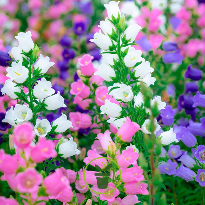 Campanule des Carpathes