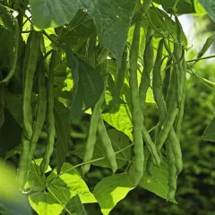 Haricot à rames Neckarkönigin