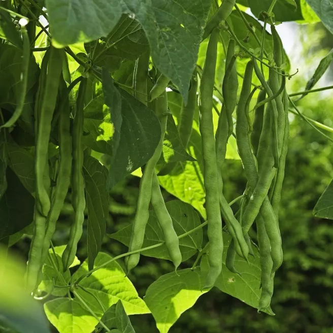 Haricot à rames Neckarkönigin