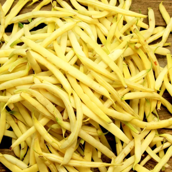 Haricot nain mangetout Dior BIO 15 grammes