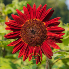 TournesolMoulin Rouge