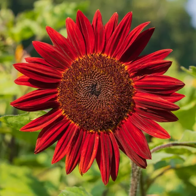 TournesolMoulin Rouge