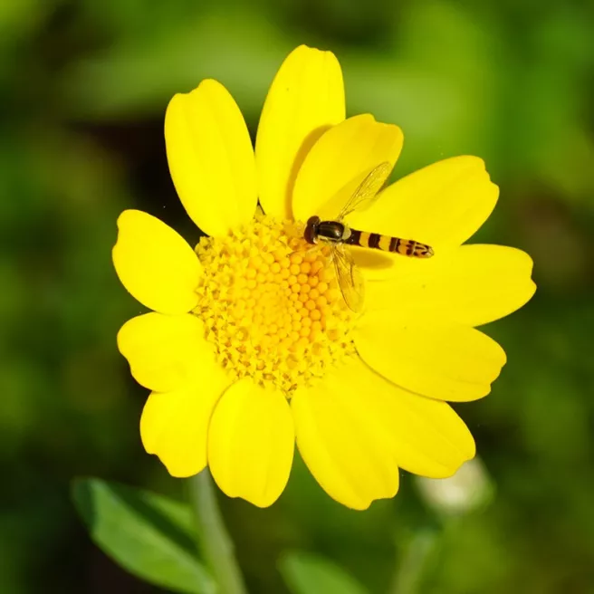 Chrysanthème des Moissons Helios 500 graines