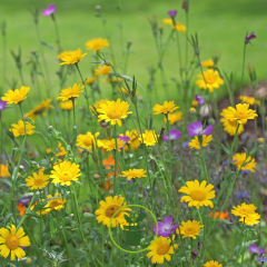Chrysanthème des Moissons Helios 500 graines