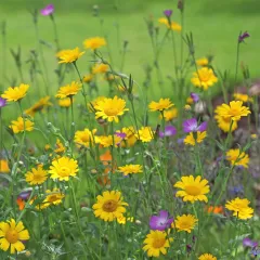 Chrysanthème des Moissons Helios 500 graines