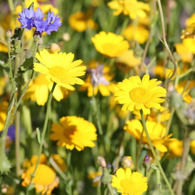 Chrysanthème des Moissons Helios 500 graines