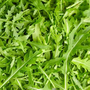 Roquette cultivée en ruban présemé