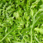 Roquette cultivée