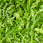 Roquette cultivée