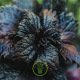 Basilic Red Lizzy à feuille de laitue pourpre