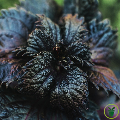 Basilic Red Lizzy à feuille de laitue pourpre 200 graines