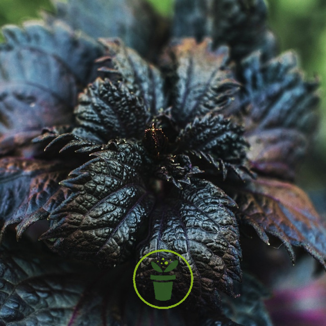 Basilic Red Lizzy à feuille de laitue pourpre