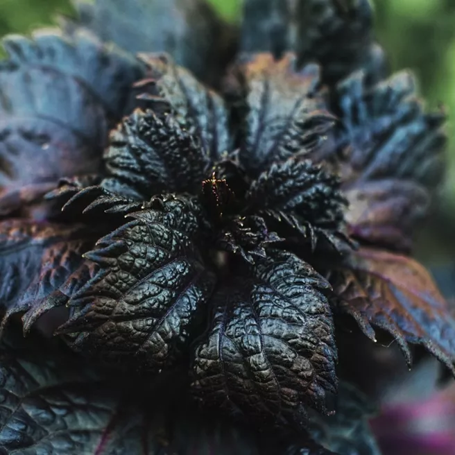 Basilic Red Lizzy à feuille de laitue pourpre