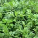 Armoise - Artemisia vulgaris 1000 graines