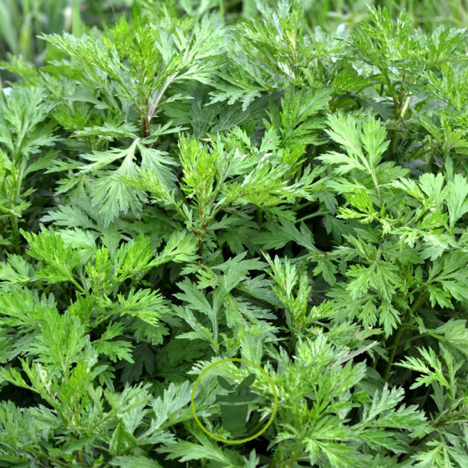 Armoise - Artemisia vulgaris 1000 graines