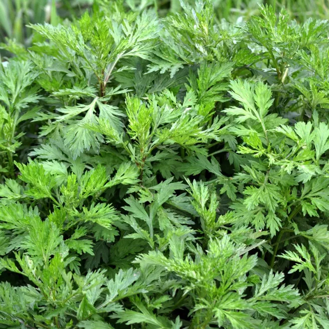 Armoise - Artemisia vulgaris 1000 graines