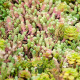 Sedum rampant – 4 variétés en mélange 450 graines