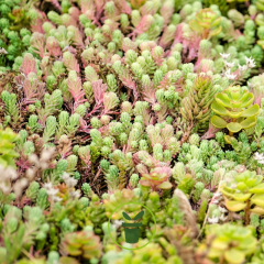 Sedums rampants – 4 variétés en mélange 450 graines