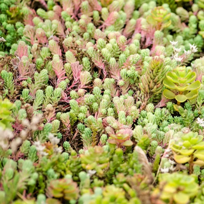 Sedum rampant – 4 variétés en mélange 450 graines