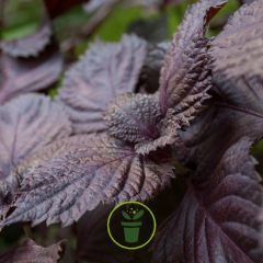 Basilic Red Lizzy à feuille de laitue pourpre