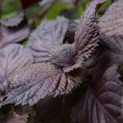 Basilic Red Lizzy à feuille de laitue pourpre 200 graines