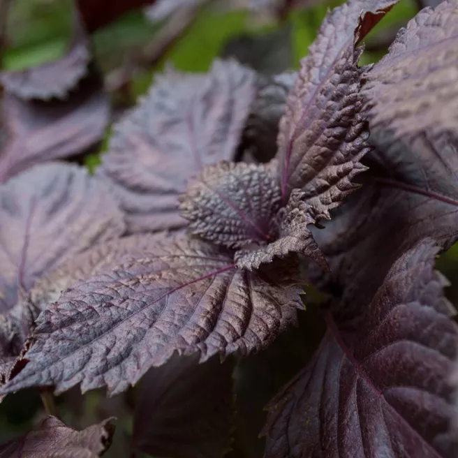 Basilic Red Lizzy à feuille de laitue pourpre
