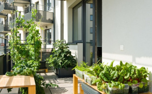 Comment réussir votre potager urbain ? Choisissez les meilleures plantes ! Comment réussir votre potager urbain ? Choisissez les meilleures plantes !