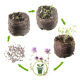 Thym serpolet - Stades de germination