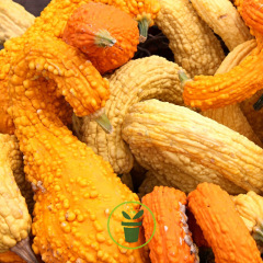 Courgette Early Summer Crookneck 10 graines