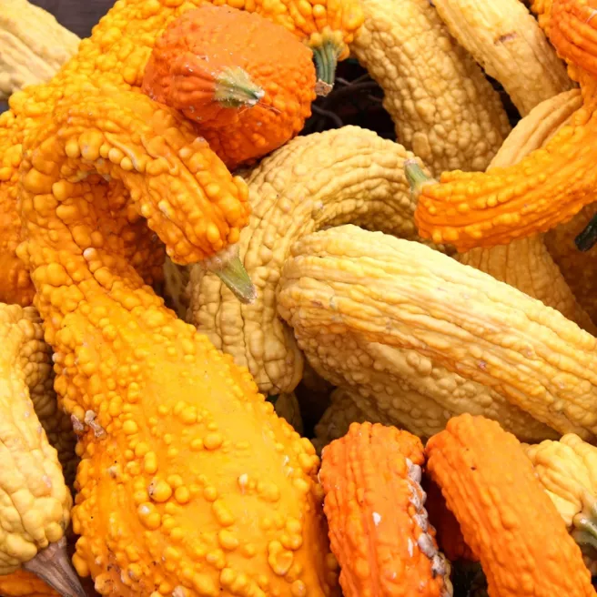 Courgette Early Summer Crookneck 10 graines